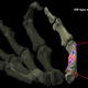 Image showing the muscle model used to calculate the biomechanical efficiency of thumbs.